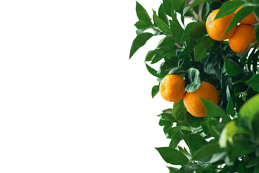 Fruits and branches with leaves of an orange tree isolated against a white background.