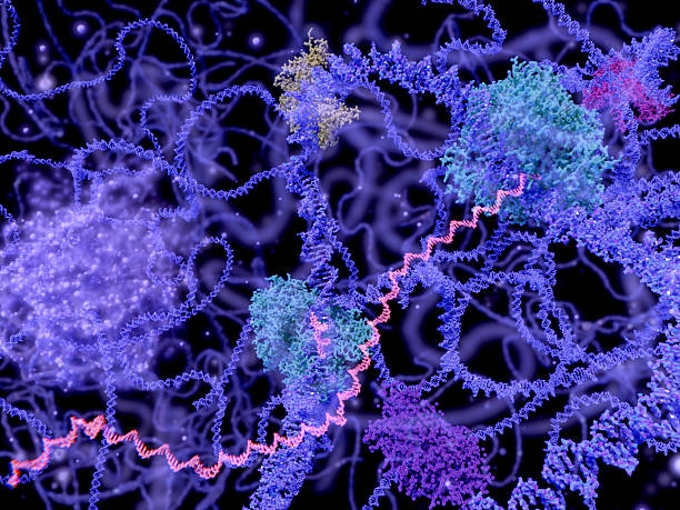 vue du noyau cellulaire - nucleolus photos et images de collection