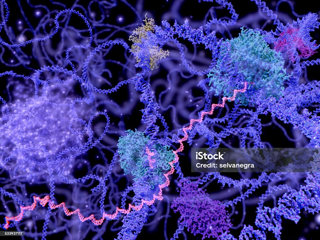 세포 내이지만 세포핵 뷰 효소에 대한 스톡 사진 및 기타 이미지 - 효소, 염색질, DNA - iStock