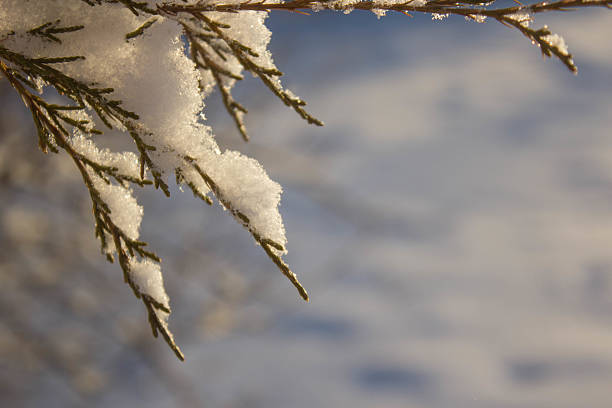 istock Back Lit Snow on a Juniper Branch at Sun Rise 533937319