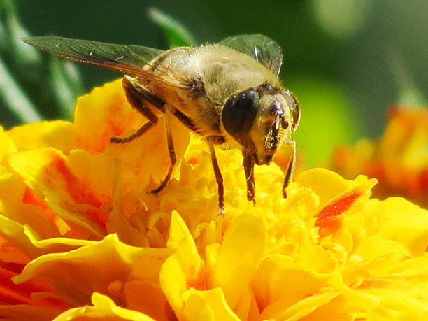 Insect of the steppes stock photo