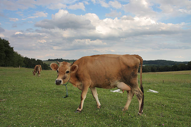istock cows grazing on a summer pasture 533938333