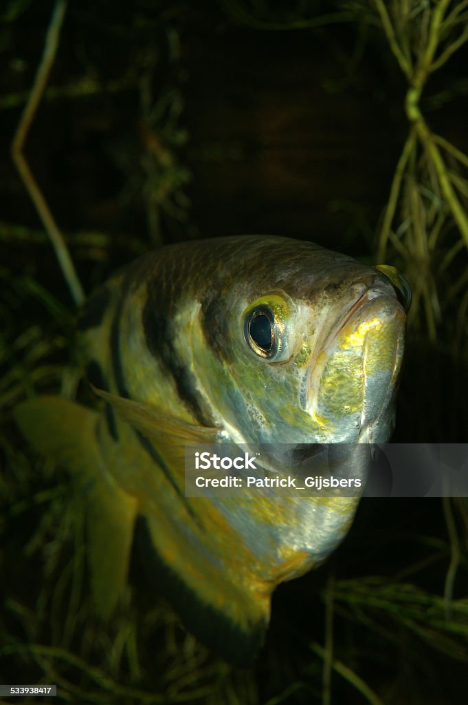 Banded Archerfish Name: Banded archerfish  2015 Stock Photo