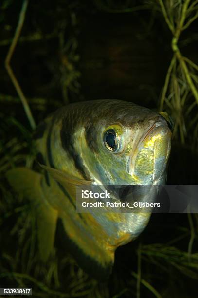 Banded Archerfish Stock Photo - Download Image Now - 2015, Animal, Animal Wildlife