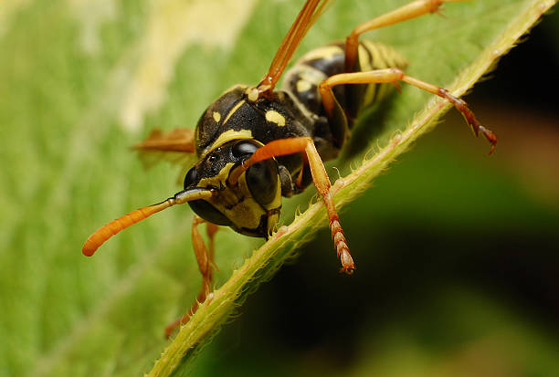 istock Wasp is collecting pollen and nectar from flowers. 533938661