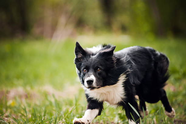 istock Young border collie dog 533939379
