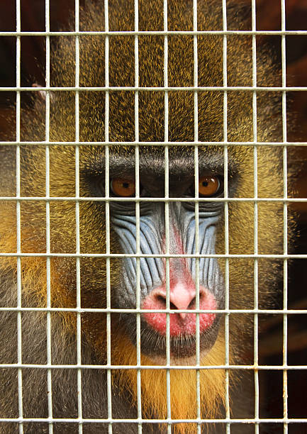 Save the mandrill Mandrill caught in a trap mandrill photos stock pictures, royalty-free photos & images