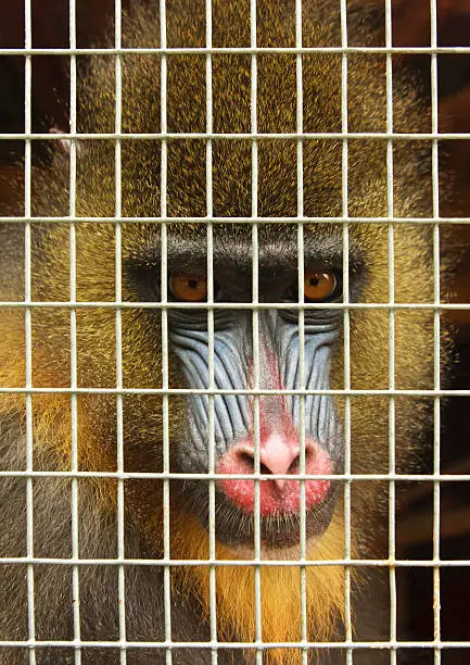 Mandrill caught in a trap