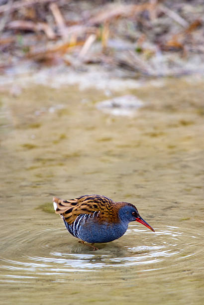 istock Polluela Chica  in the National Park. 533939755