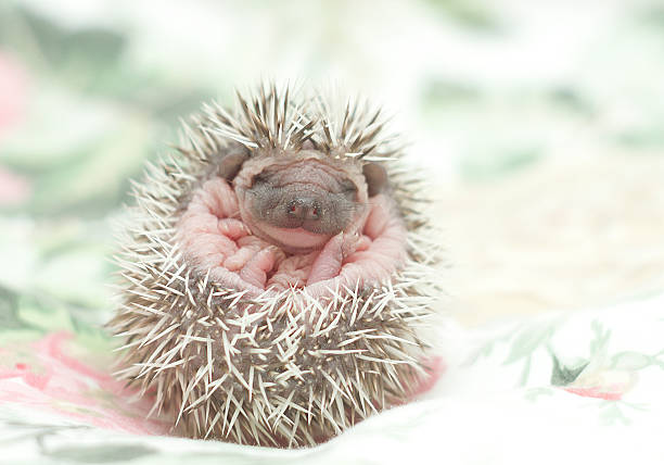 cute hedgehog baby background