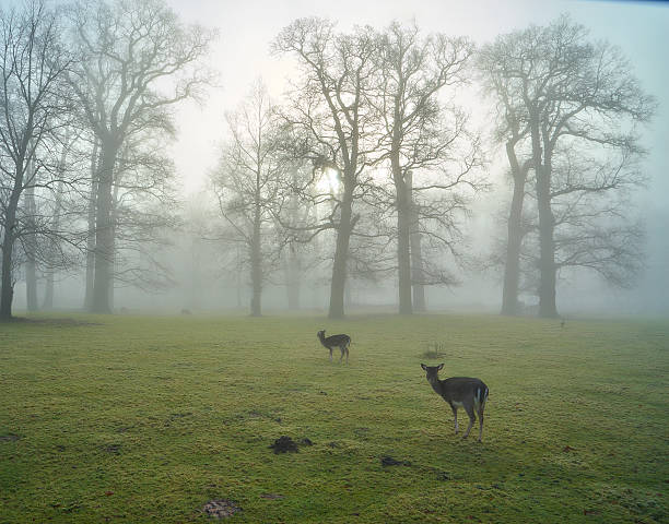 istock early misty morning with deer 533940101