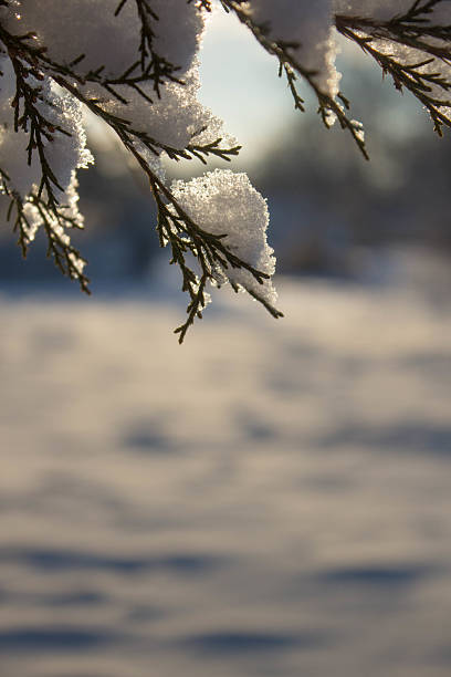 istock Back Lit Snow on a Juniper Branch at Sun Rise 533956103