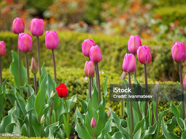 Dutch Tullips In Netherlands Stock Photo - Download Image Now - 2015, Close-up, Dutch Culture