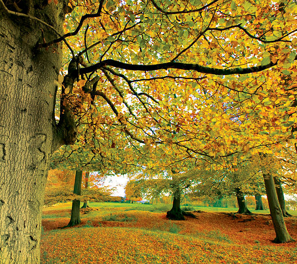 istock Autumn/Fall woodland 533957069