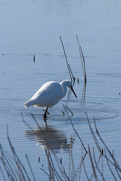 istock Little Egret (Egretta garzetta) in the National Park. 533957171