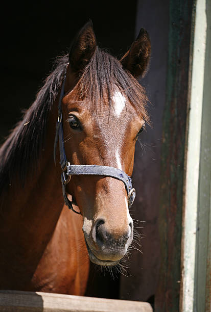 foto de un tema bayo - foal child mare horse fotografías e imágenes de stock