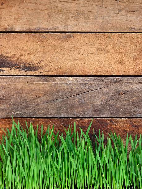 istock Green grass on wooden background 533958127
