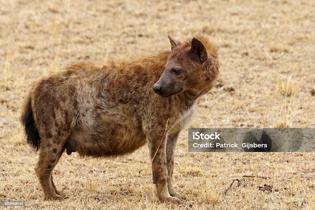 Spotted Hyena Stock Photo - Download Image Now - Africa, Animal, Animal  Wildlife - iStock