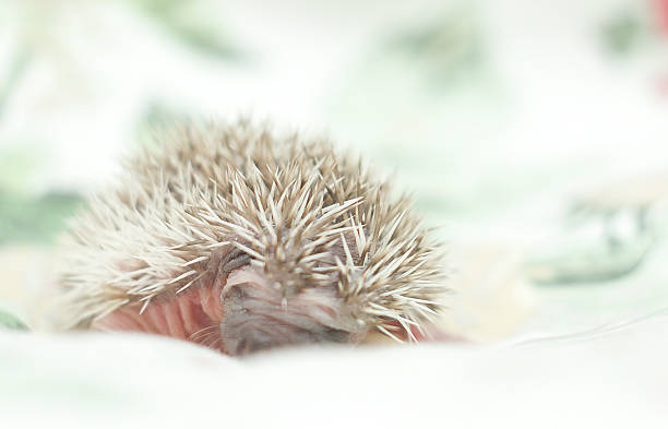 istock cute hedgehog baby background 533958211