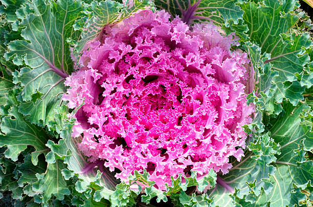 istock Decorative purple cabbage or kale, Brassica oleracea 533958459