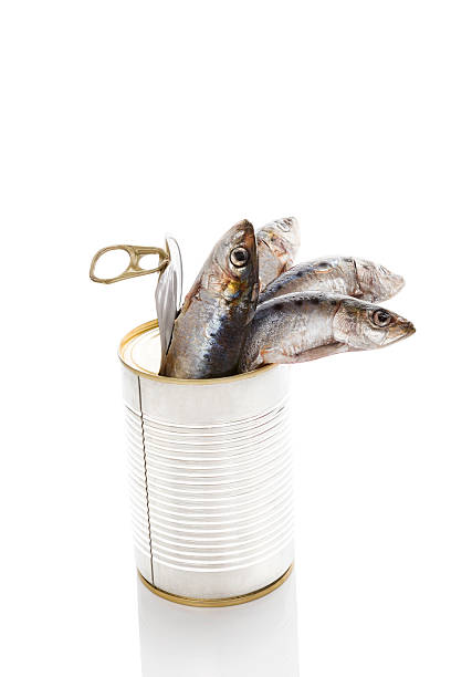 istock Fresh fish in can isolated on white background. 533959411