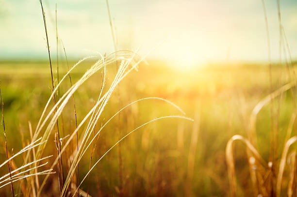 istock Beautiful summer landscape with grass in the field at sunset 533960313