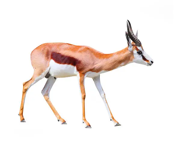 The Springbok Antelope (Antidorcas marsupialis) on a white background.
