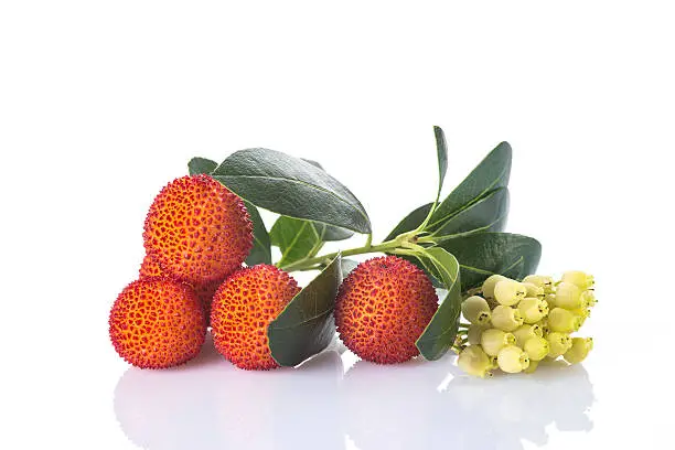 Arbutus unedo fruits with flowers and leaves isolated on a white background