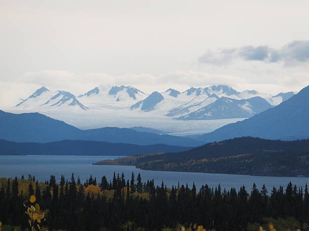 Juneau Icefield wildlife reserve Juneau Icefield in the distance alaskan icefield stock pictures, royalty-free photos & images