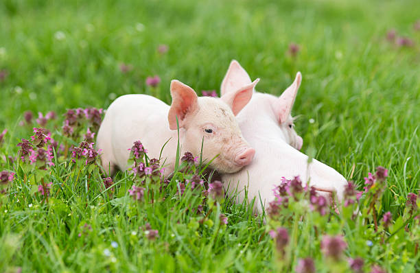 Piglets on grass Cute piglets standing and nudging on grass nose flower stock pictures, royalty-free photos & images