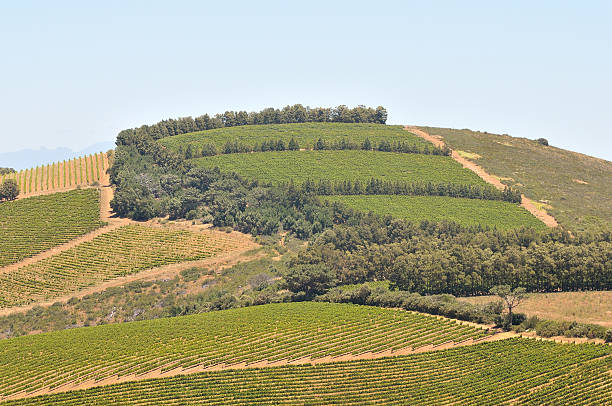 istock View of vineyards near Sir Lowreys Pass 533964759