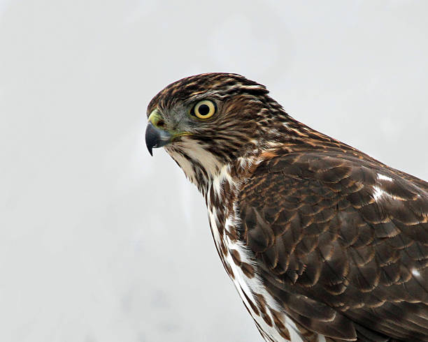 istock Closeup of a Coopers Hawk 533964819