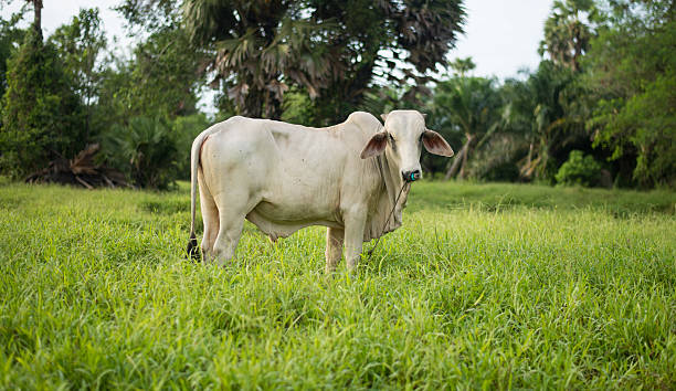 vaca - wyreema fotografías e imágenes de stock