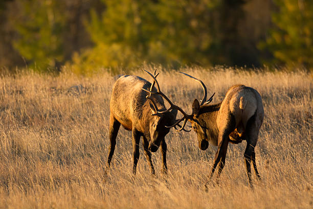 istock Male elk sparring 533965937