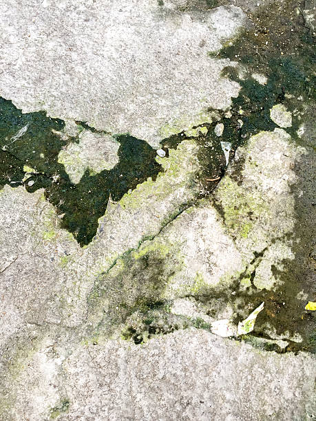 istock Wet and moist cement floor with the lichen 533966405