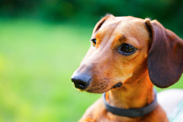 istock Red smooth-haired dachshund portrait closeup 533974238