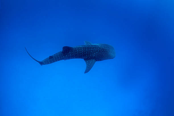 istock baby whale shark 533974680