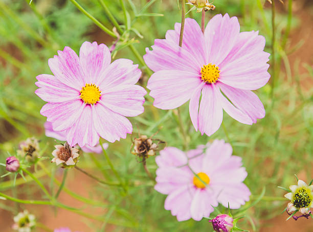 Spring Cosmos 90+ Cosmos Spp Stock Photos, Pictures & Royalty-Free Images - iStock