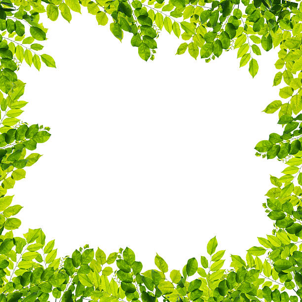 istock Green leaves on white background 533975960