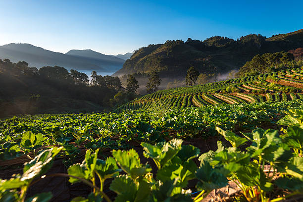 istock Strawberry garden and beautiful view 533976240