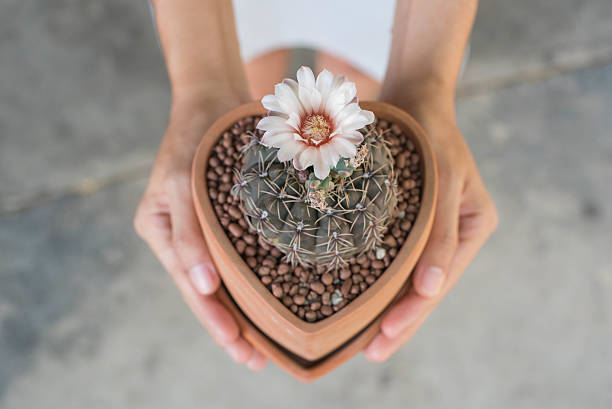 cato uma flor no pote de barro, gymnocalycium - cactaceous imagens e fotografias de stock