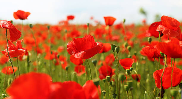 istock Field of poppies in late spring time 533979014
