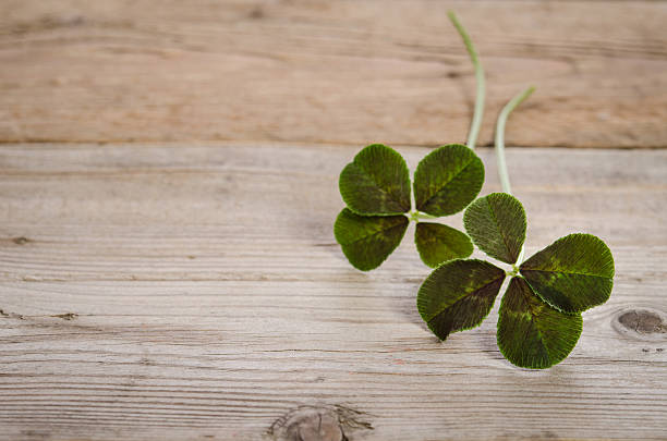 istock two four-leaves clovers for good luck 533979100
