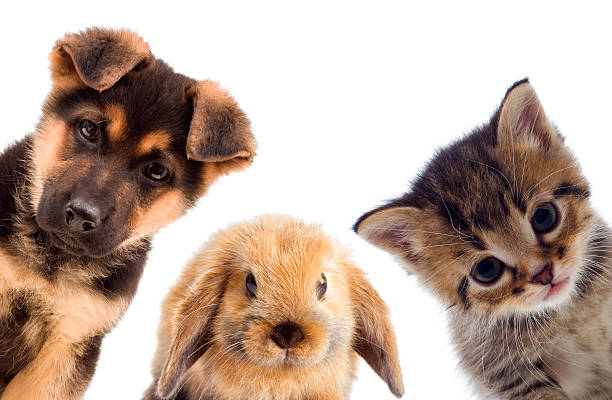 istock Puppy and kitten and rabbit 533979356