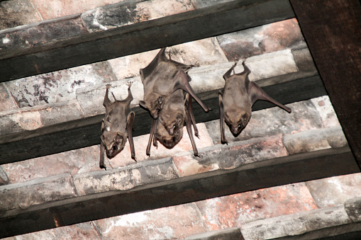 Close up shot of fruit bats clinging cozily into the ceiling.