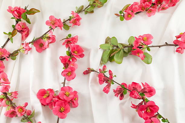 istock Rosa rugosa flowers on white fabric 533980056