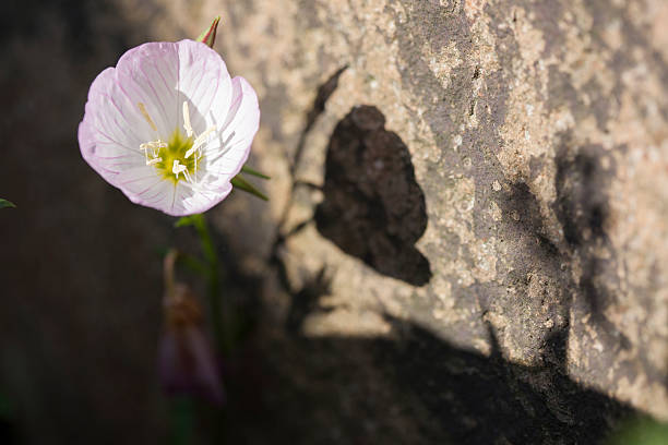 istock oenothera speciosa 533980240