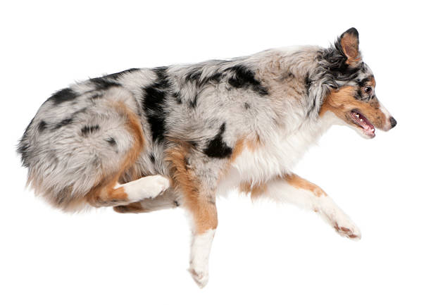 istock Australian Shepherd dog jumping, 7 months old, 533980250