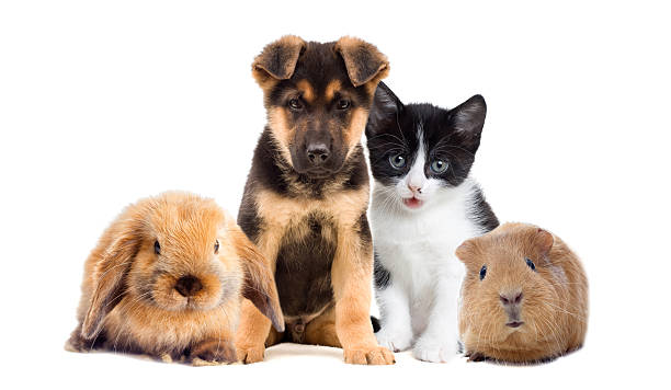 istock kitten and puppy and guinea pig 533980864