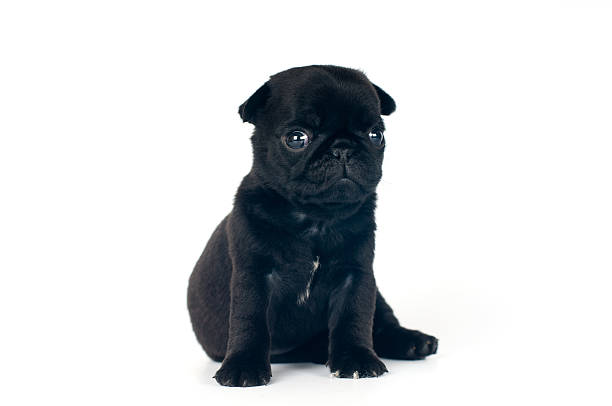 istock One month pug puppy 533981184